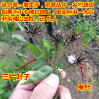 新货大别山区野生鬼针干鬼针野生三叶鬼针鬼针500克