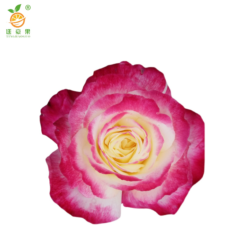 廷豪果 紫穗槐 带盆 1.2m /棵高清大图