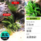 鱼缸造景莫斯沉木水榕无土植物懒人增氧真水草趴地矮珍珠陀草