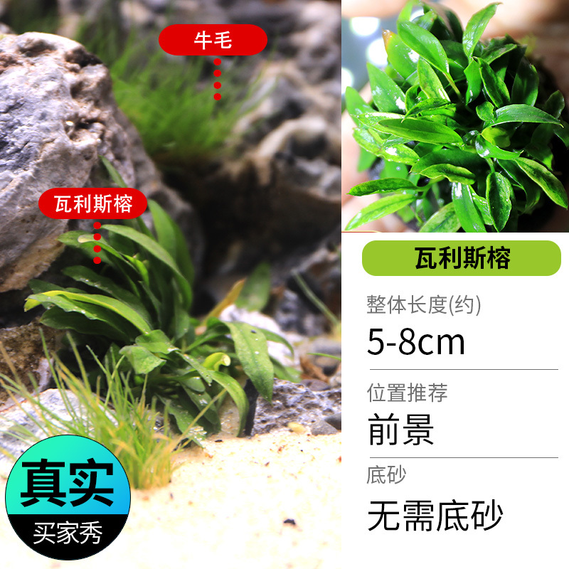 鱼缸造景莫斯沉木水榕无土植物懒人增氧真水草趴地矮珍珠陀草