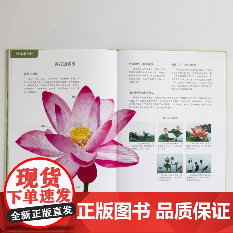 大家小绘系列:爱莲说高清大图