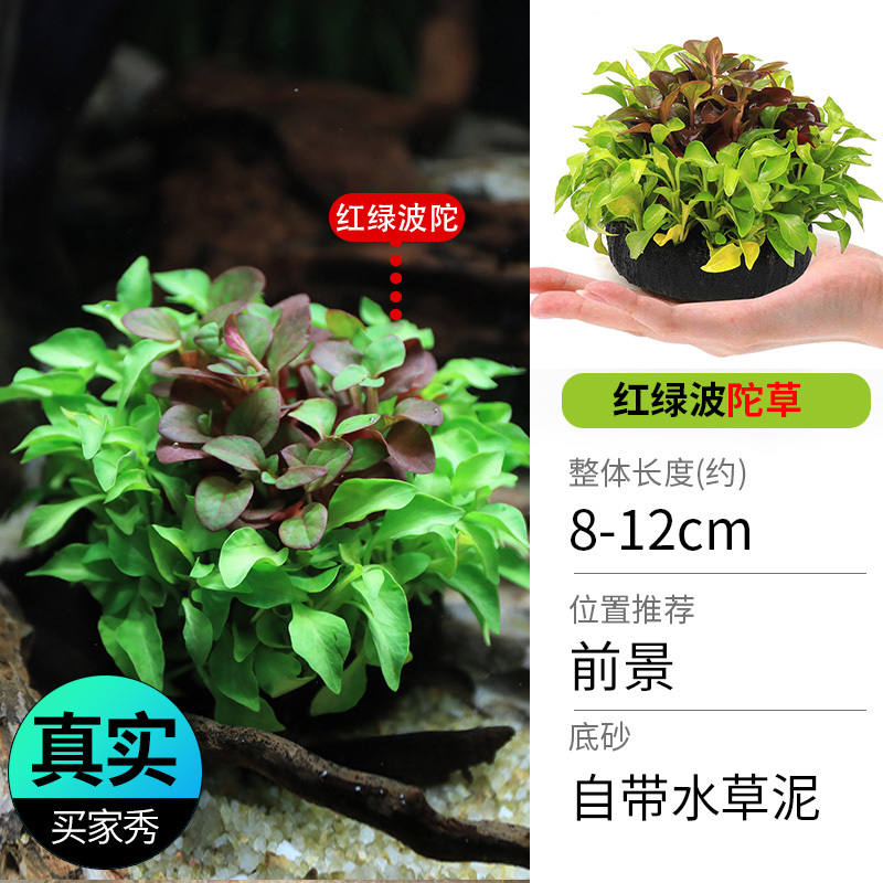 鱼缸造景莫斯沉木水榕无土植物懒人增氧真水草趴地矮珍珠陀草