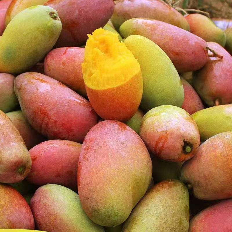 屈乡精品水果新鲜上市贵妃芒果高清大图