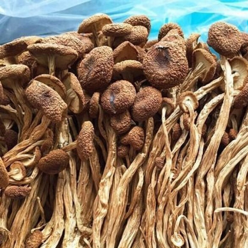 茶树菇 500g