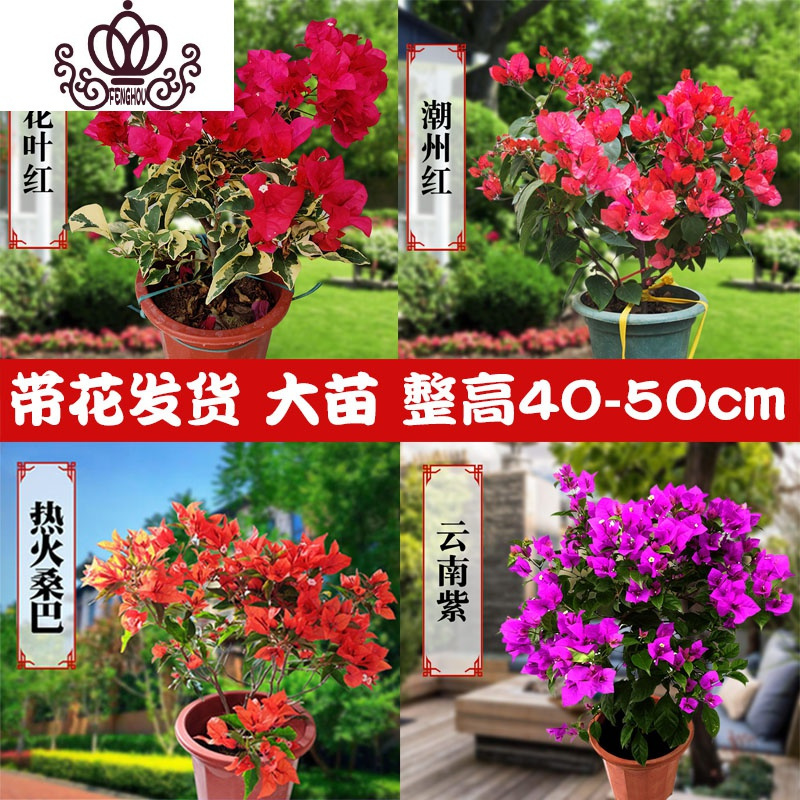 封后(FENGHOU)三角梅盆栽花卉植物室内嫁接多色巴西爬藤三角梅带花发货四季开花 金心双色三角梅大苗高度40-50cm