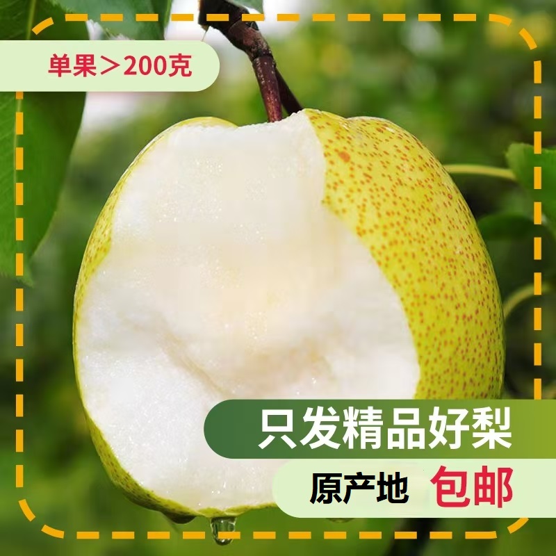安徽砀山酥梨甜脆多汁可口净重9斤梨子新鲜当季果园直采脆梨水果礼盒装春节年货送礼公司福利高清大图