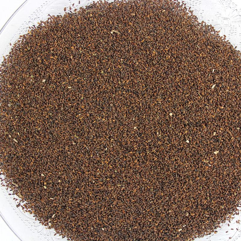 促销藿香苗盆栽阳台正气香苗绿植花卉食用香四季0藿香种子1g散装约