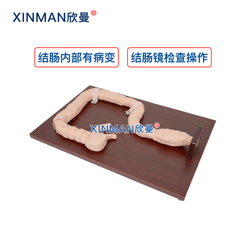欣曼科教 乙状结肠镜检查操作训练模型 消化内镜练习模型XM-LCJ高清大图
