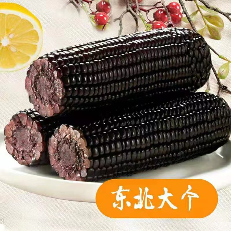 东北黑糯玉米260g*8根 非转基因鲜食粘糯黑玉米棒 新鲜蔬菜