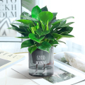 金钻盆栽植物铂金钻绿萝箩水培大叶绿植多肉办公室内懒人好养花卉 时尚新款金钻25cm3棵灰早安盆+营养液
