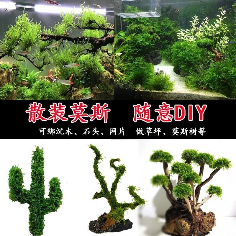 散装莫斯水草植物鱼缸鱼草新手好养沉木根鱼缸造景耐低温水草报价 参数 图片 视频 怎么样 问答 苏宁易购