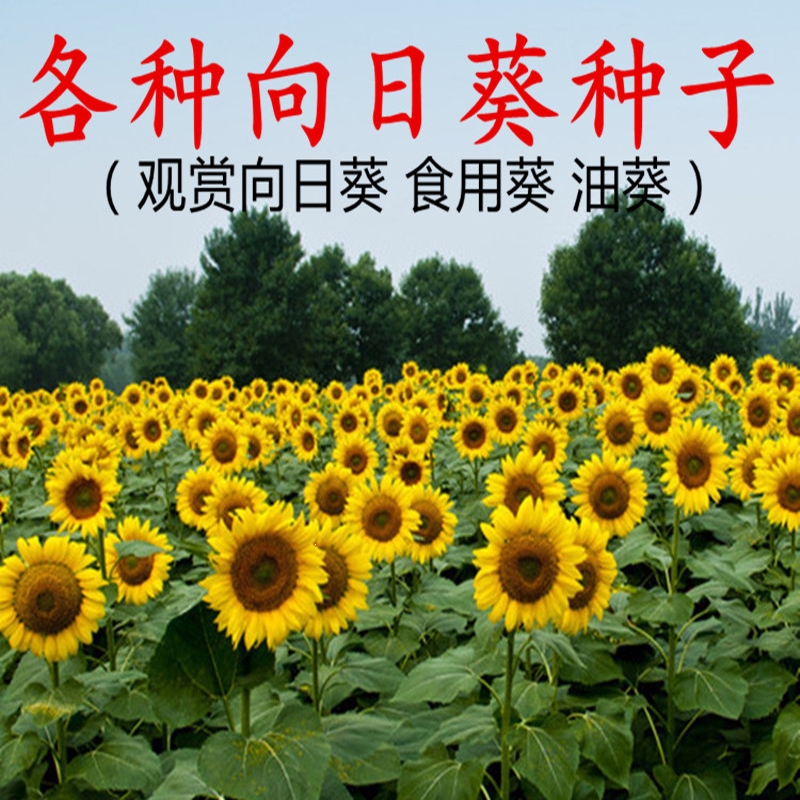 回固向日葵种子观赏食用切花向日葵花种籽葵花籽矮杆室内外盆栽报价 参数 图片 视频 怎么样 问答 苏宁易购