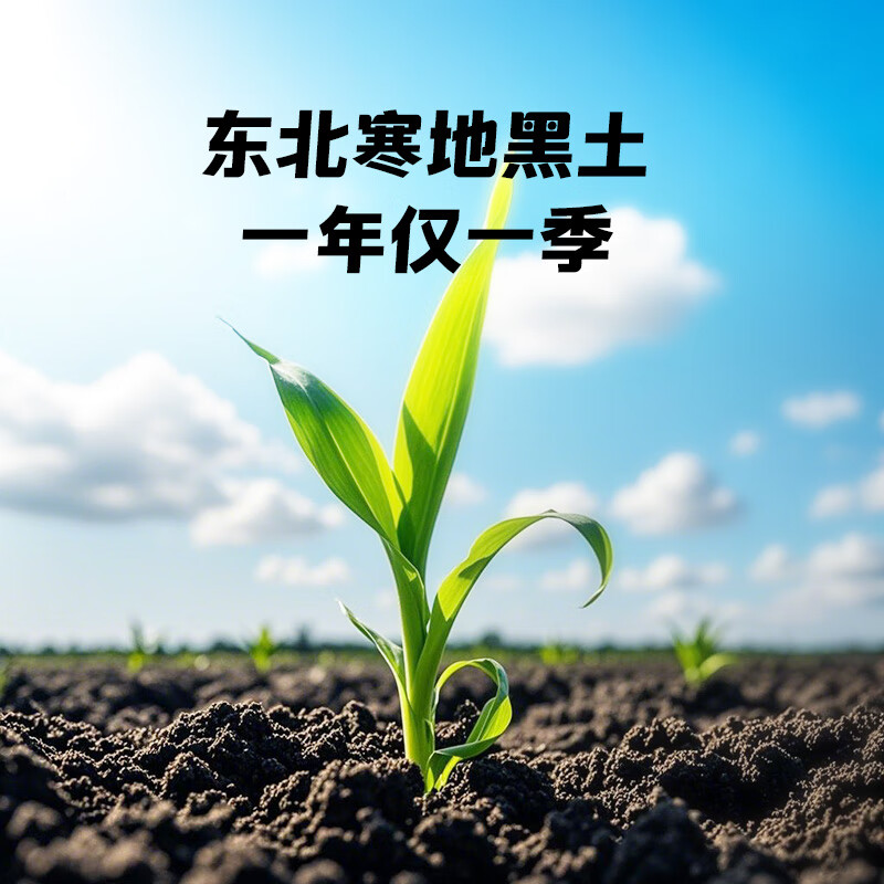 十月稻田 黄糯玉米4.4斤(220g*10根) 东北糯玉米 低脂礼盒 早餐杂粮高清大图