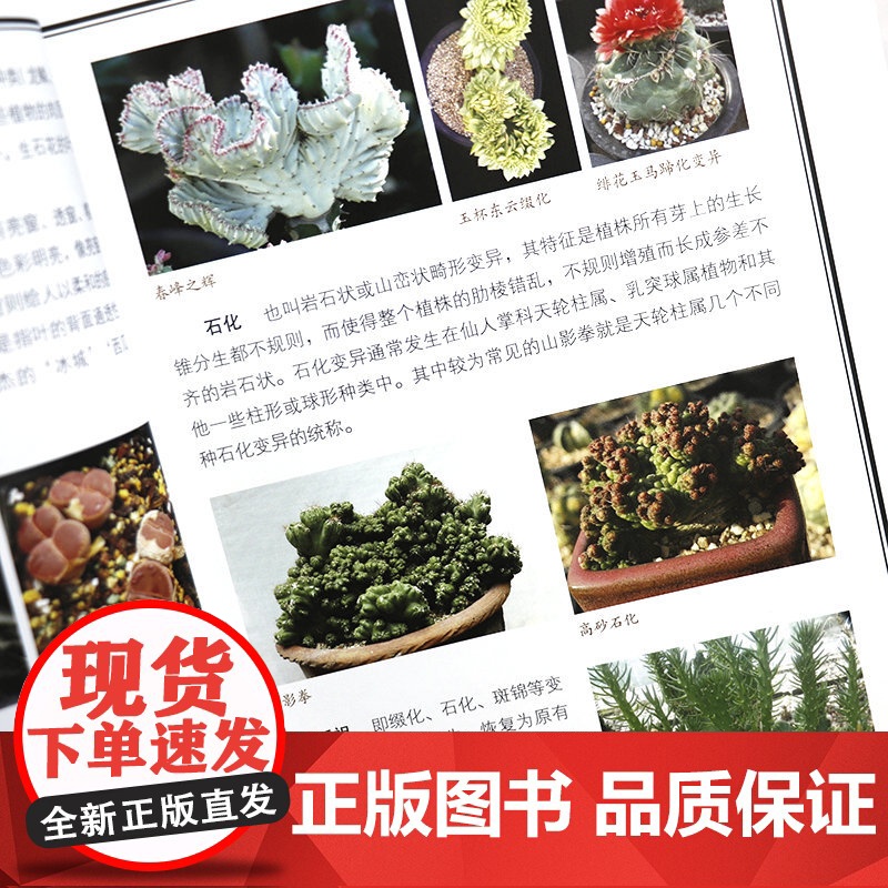 多肉植物图鉴(观赏·辨识·种植)常见多肉多浆植物园艺图集零基础养多肉这样养养护完全图鉴书籍高清大图