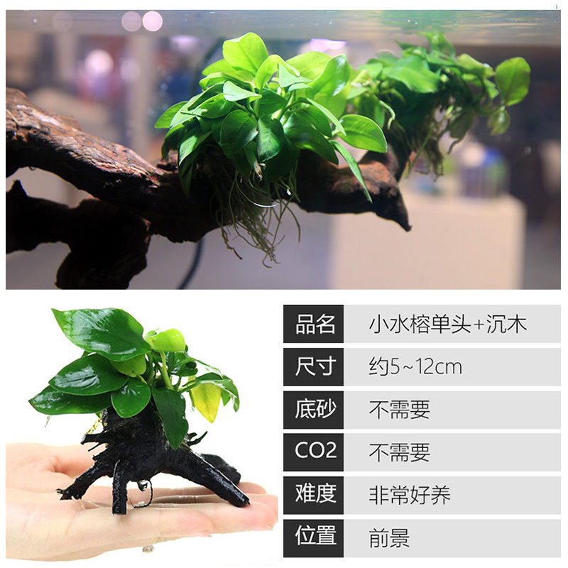 大九叶皇冠草真水草鱼缸装饰懒人水草淡水有茎类中后景性草