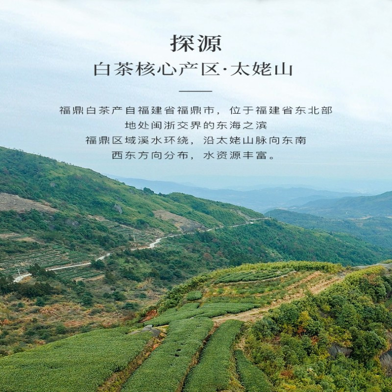 溪碧山福鼎白茶350g高清大图