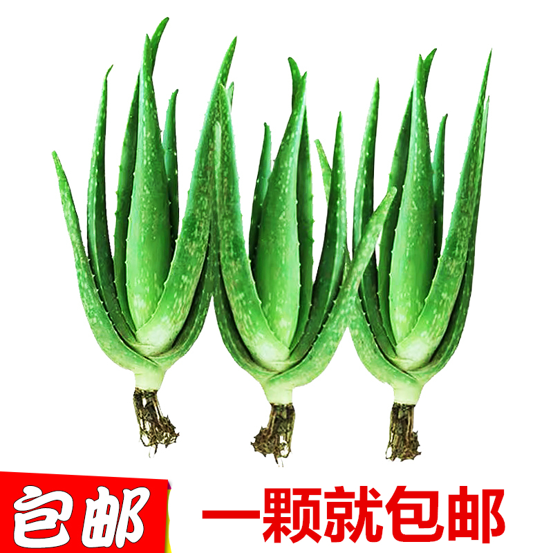 恬豆 疯抢款 院库拉索芦荟盆栽多肉植物室内绿植灌肤补水可食用报价 参数 图片 视频 怎么样 问答 苏宁易购