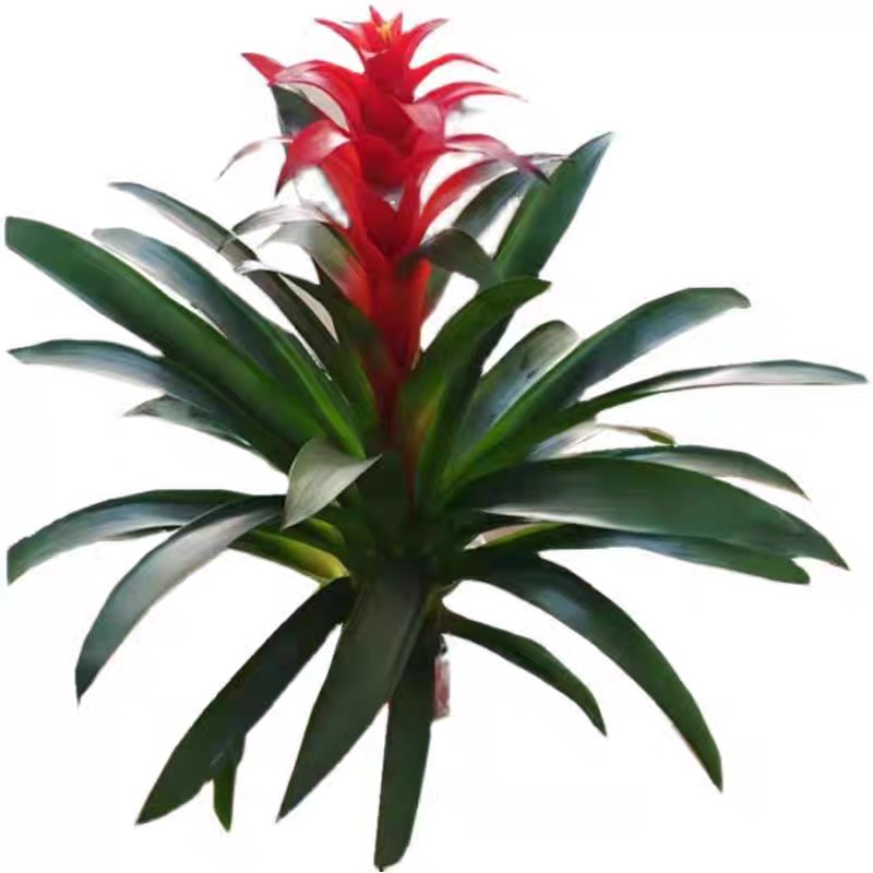 诚智旺 鸿运当头 CZW-01 /束高清大图