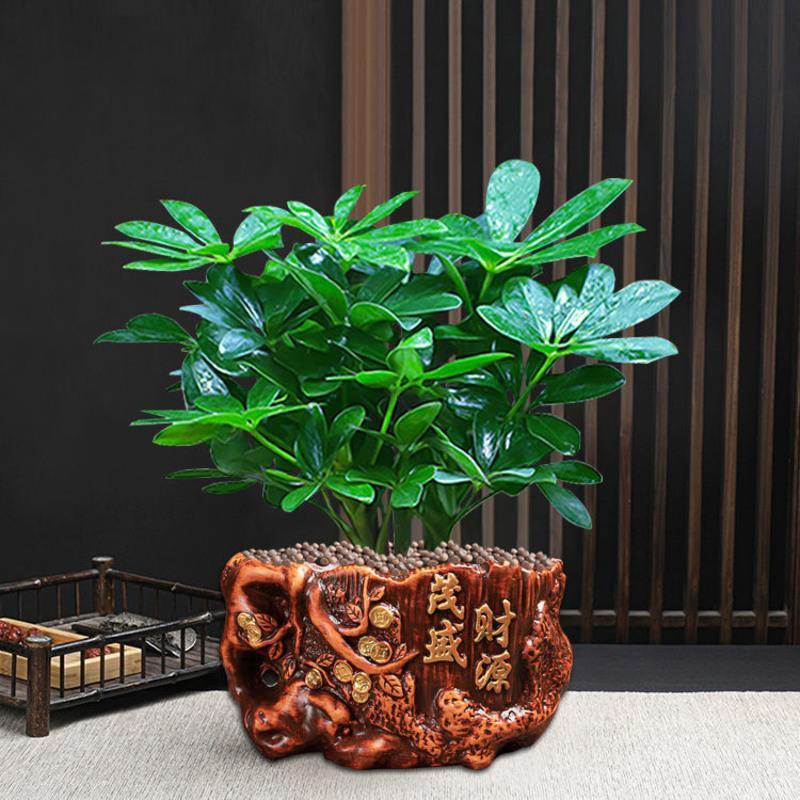 招财树鸭脚木室内阳台桌面绿植花卉盆栽发财树八方来财2棵苗无花盆肥