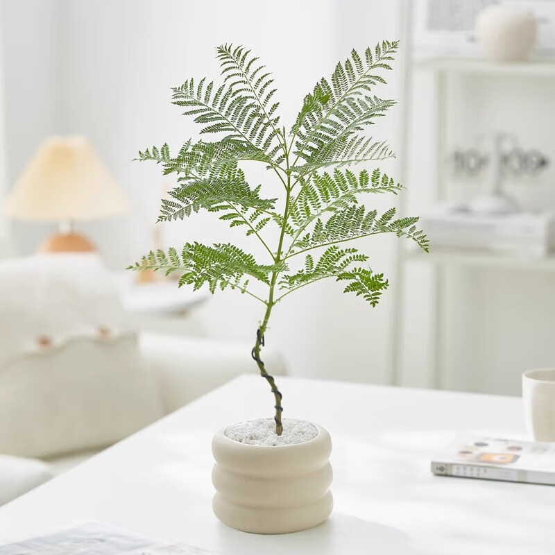 京京日上JingJingRS绿植盆栽摆件盆栽好养植物盆景四季常青 发财树甜甜圈盆+石子高清大图