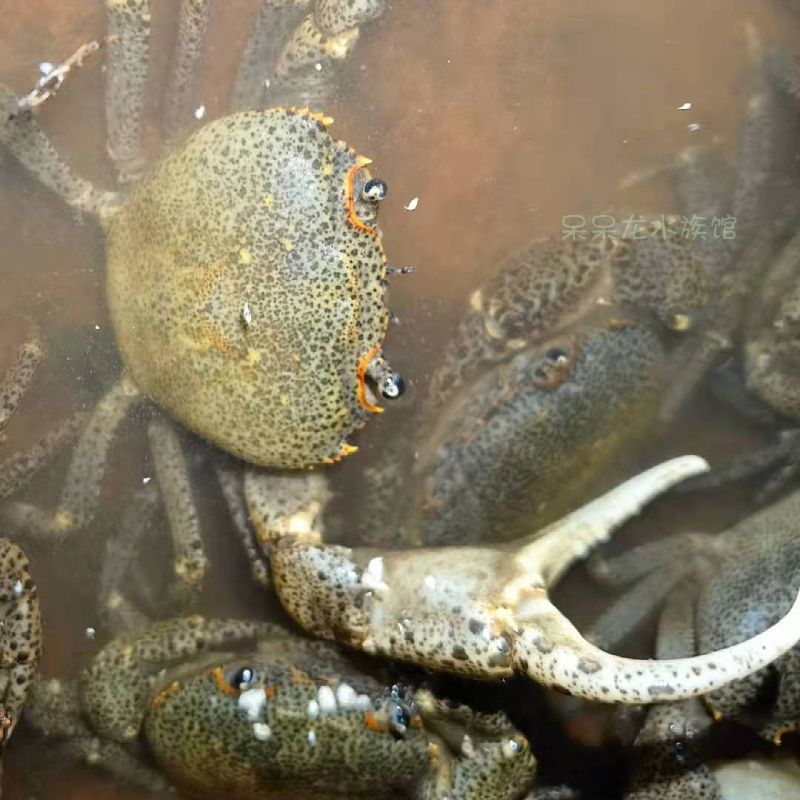 特惠特大将军蟹一只 紫罗兰束腰蟹 观赏蟹南海溪蟹田蟹溪蟹淡水蟹观赏