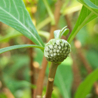 神芝王朝 绿萝花茶500g 西藏野生绿萝花 绿萝干花茶正品