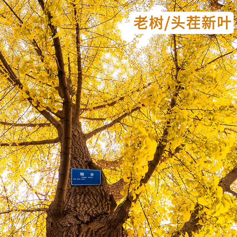 敏昂(M) 银杏叶 200克(100g*2瓶)高清大图