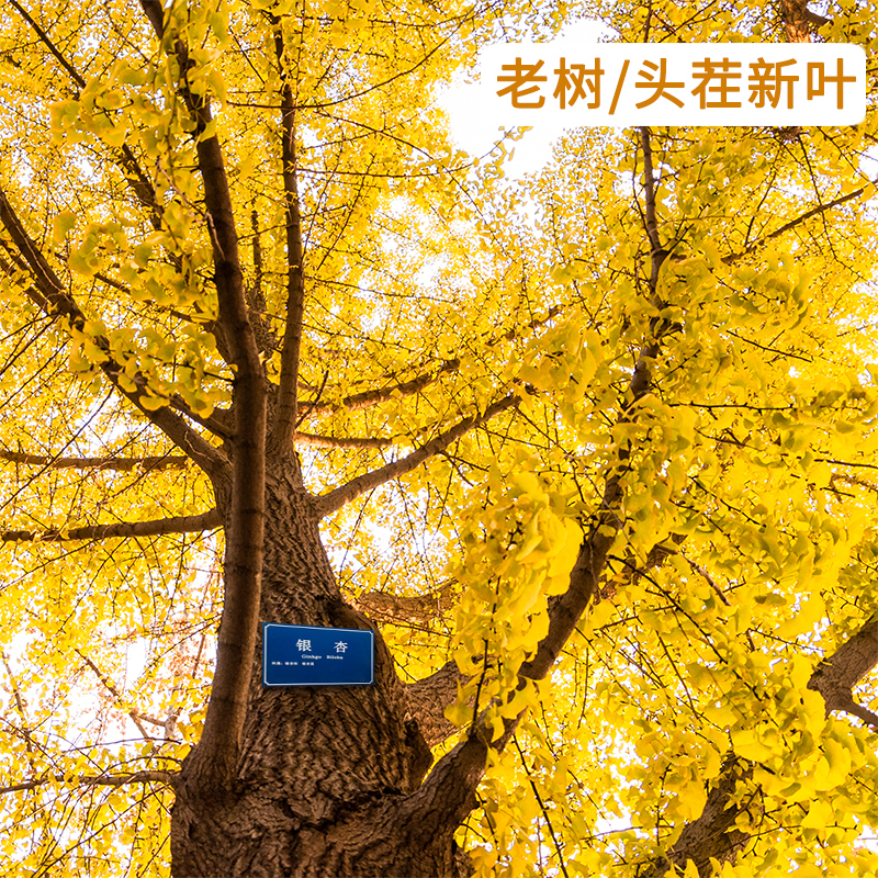 敏昂(M) 银杏叶 200克(100g*2瓶)