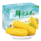 稻宝昌 东北鲜制黄糯玉米棒非转基因 10支2600g