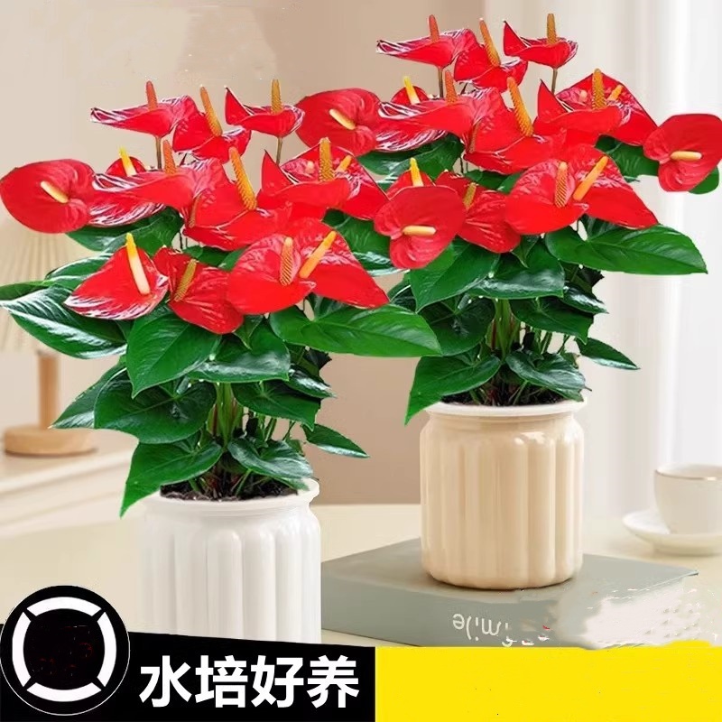 优橙 水培红掌盆栽花卉绿植物室内好养