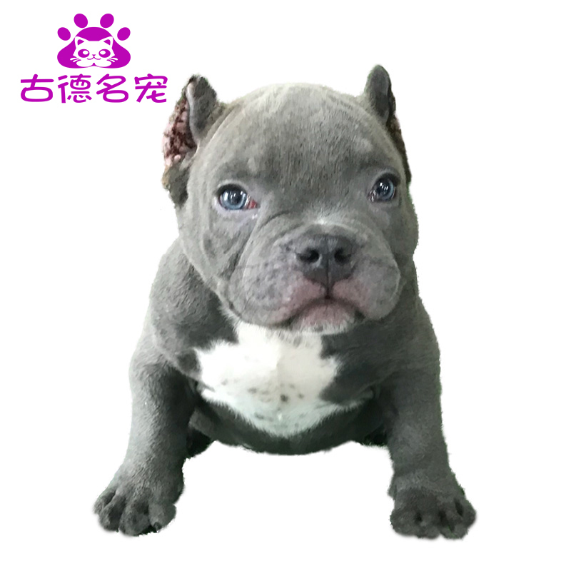 豆乐奇 Douleqi 狗狗美国恶霸犬幼犬活体赛级犬血统犬纯种恶霸幼犬猛犬家养短毛中小型纯种恶霸犬幼犬活体宠物狗狗崽巨型赛级双血统美国口袋体恶霸 价格图片品牌报价 苏宁易购古德名宠专营店