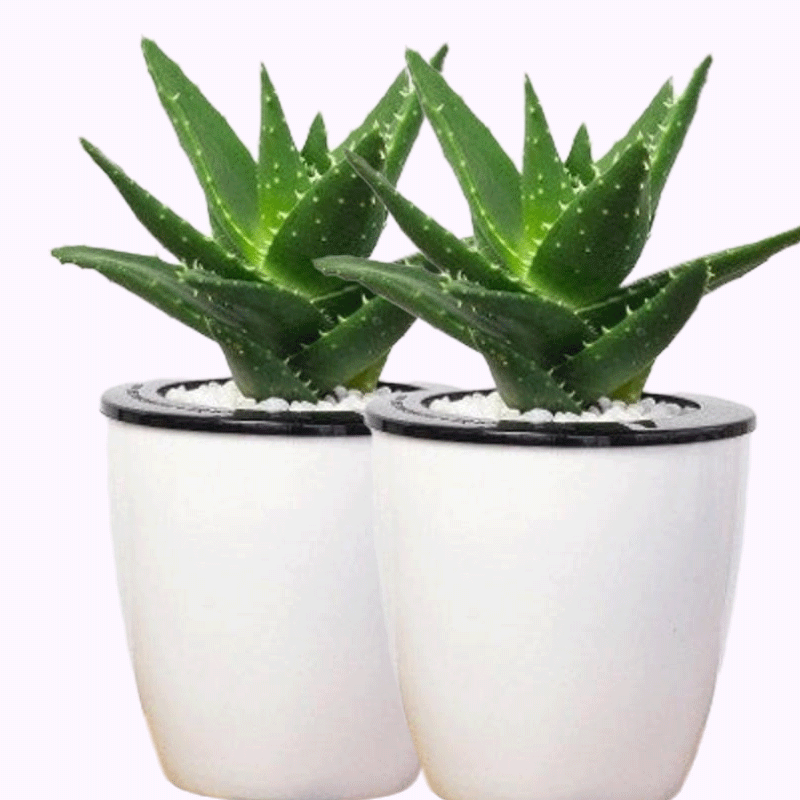 诗樱园艺用品2颗装创意迷你芦荟水培植物盆景办公室盆栽绿植不夜城绿色植物 价格图片品牌报价 苏宁易购绿植园艺苏宁自营旗舰店