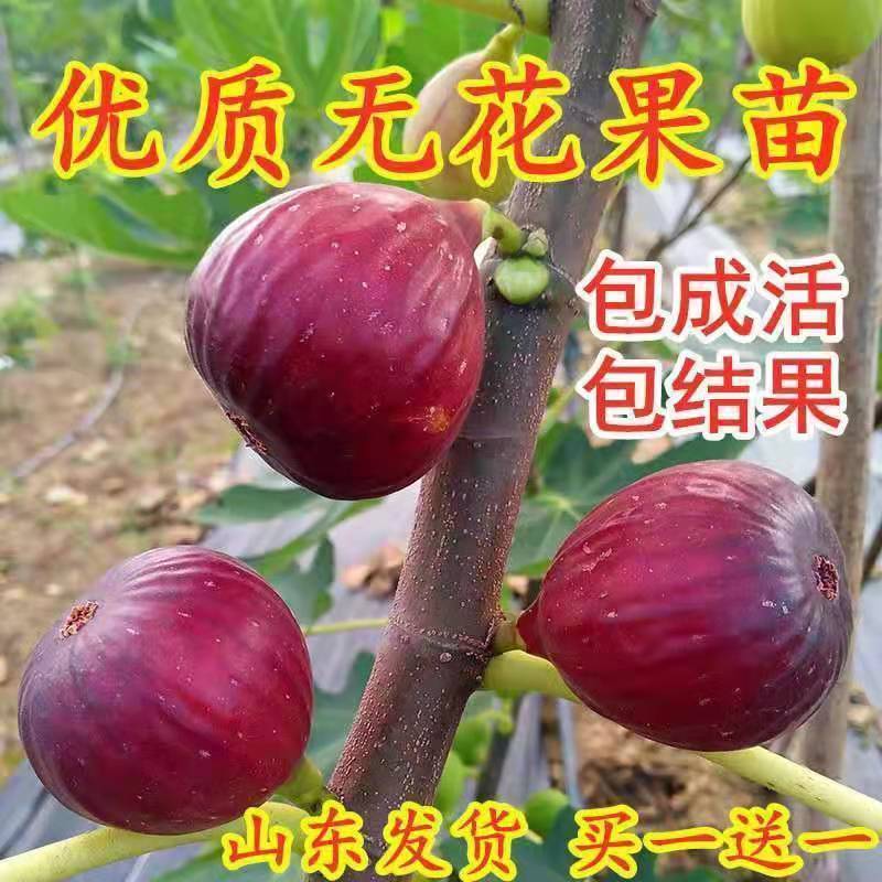 无花果树苗 耐寒地栽大盆栽阳台矮化波姬红当年结果南北方种植|玛斯义陶芬 当年结果苗[一棵装]