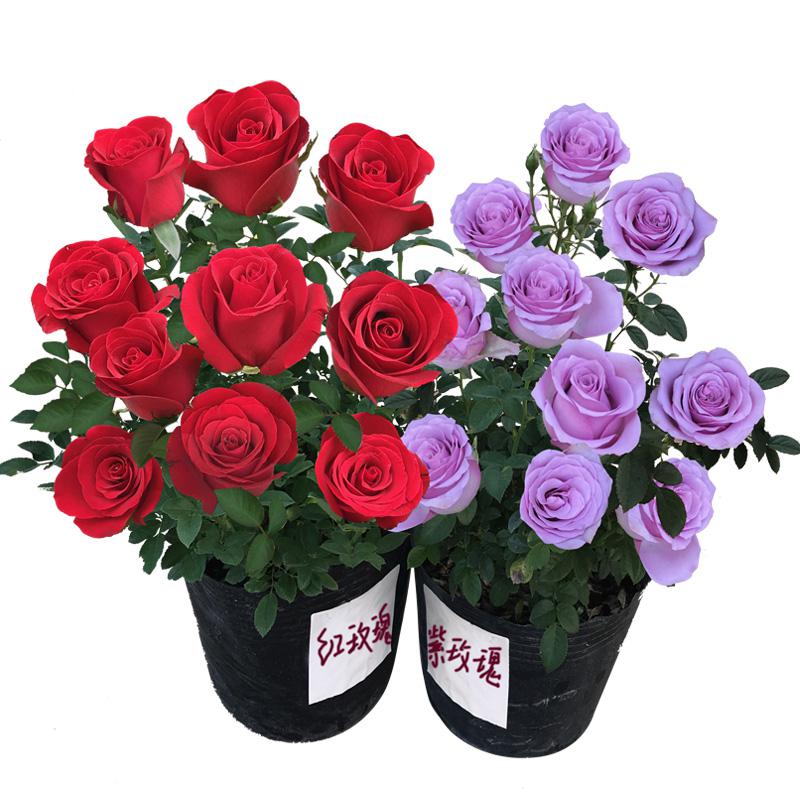 5棵8年老桩玫瑰花苗花卉观花植物盆栽月季室内外庭院阳台图片 高清实拍大图 苏宁易购