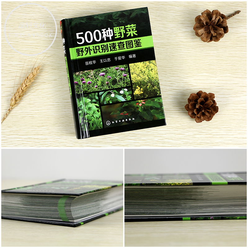 [醉染正版]正版 500种野菜野外识别速查图鉴 生活百科书籍 野生植物花草识别图解书籍 认识身边常见植物介绍书 植高清大图