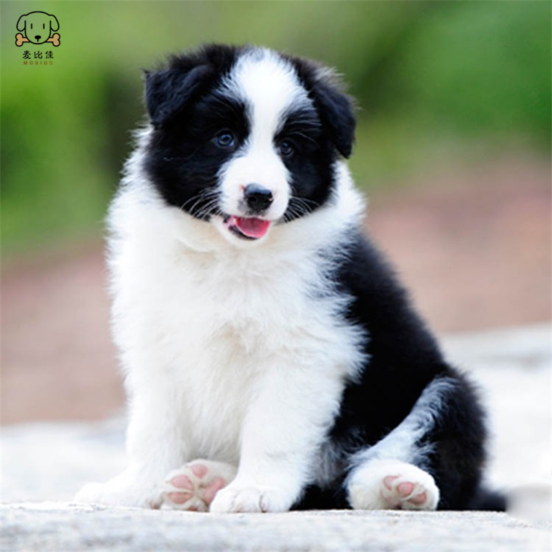 麦比佳 边境牧羊犬幼犬 边牧狗活体纯种血统级中大型边牧犬大骨架三通七白通脖通背牧羊犬高智商宠物狗 公母可视频挑选高清大图