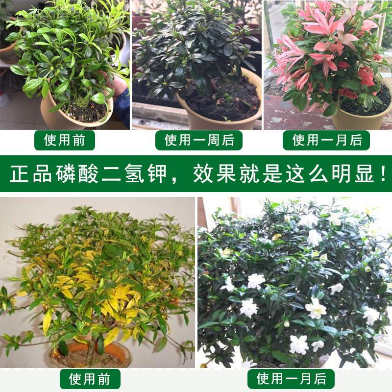 磷酸二氢钾叶面肥花肥料家用养花园艺盆栽通用磷钾复合肥