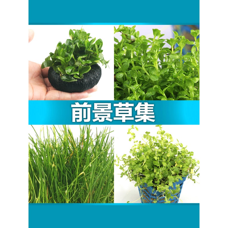 鱼缸水水造景迷你爬地矮珍珠牛毛毡天湖葵水套餐前景高清大图