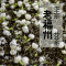 中闽与恩2026年新茶浓香型茉莉花茶散装袋装花茶250克