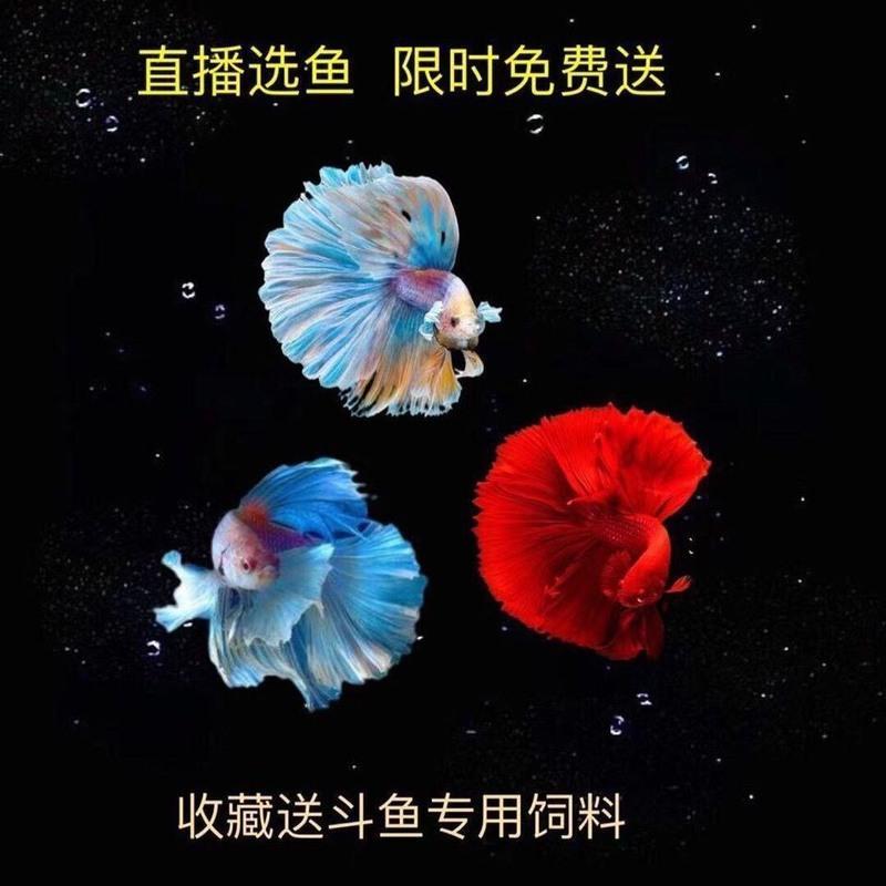 泰国斗鱼半月狮王将军马尾母斗鱼观赏鱼热带鱼活体宠物淡水鱼 榄仁叶6片