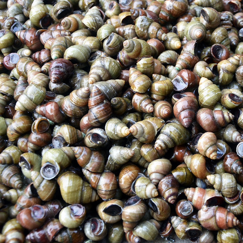 微山湖新鲜田螺渔民现捞新鲜清水田螺山东产地直发包活10斤批发参数