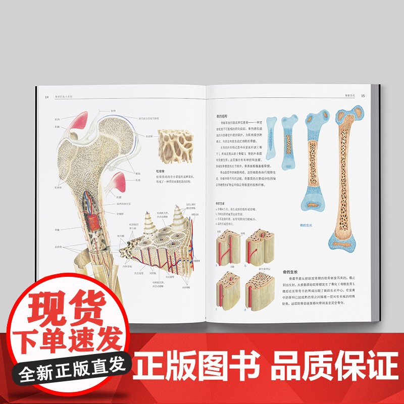 人体解剖学 经典入门 基础医学通用教程!澳大利亚广泛使用的解剖学基础教材 彩色结构和功能图谱解刨书籍高清大图