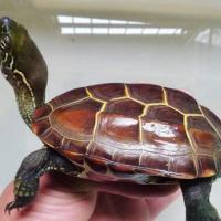全品大草龟大珍珠中华花龟乌龟活泼苗子好养成品活物体龟粮 金线龟 7-9