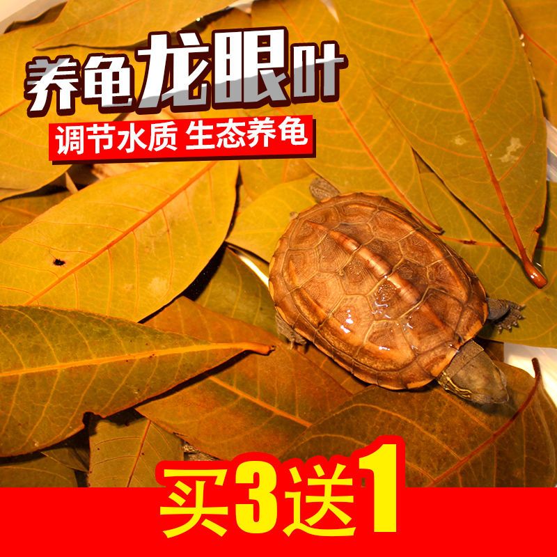 0.2斤 龙眼叶100片(买3送1) 免煮乌龟龙眼叶腐皮养龟用品水族鱼缸榄仁叶懒人调节水质造景龟用