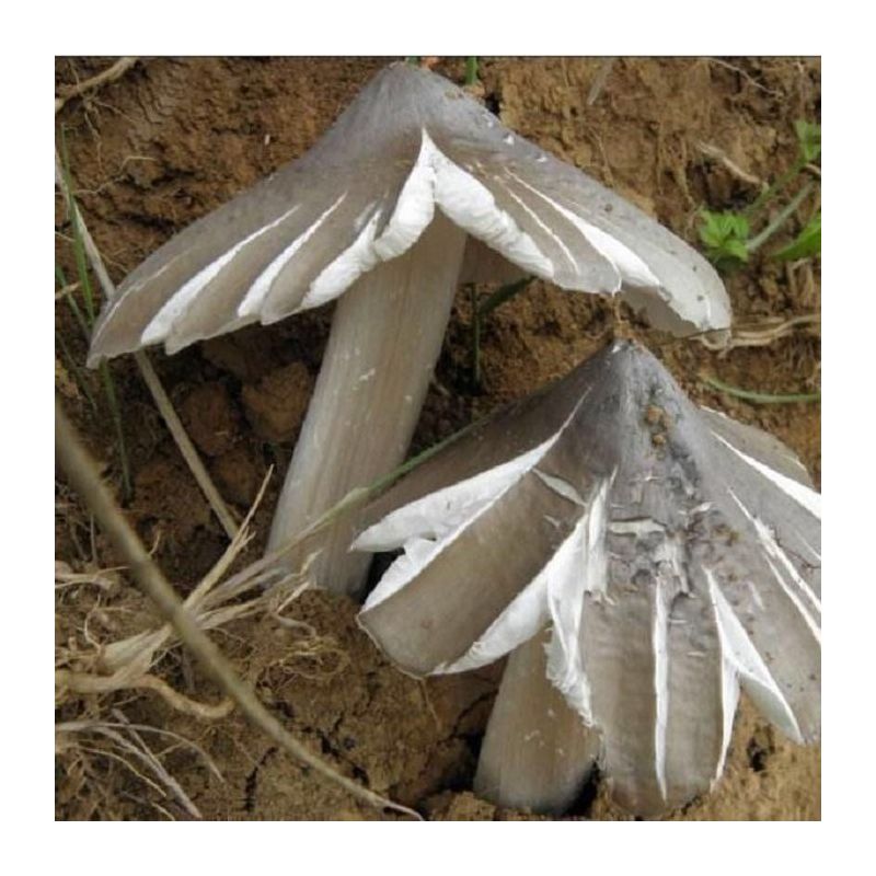 鸡枞菌种子高产伞把菇三菌荔枝菌云南食用菌人工种植菌种包