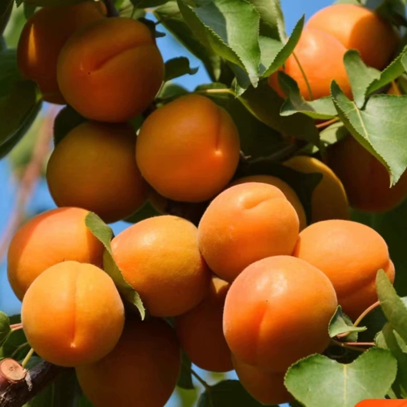 诚智旺 大黄杏 5公分/棵高清大图
