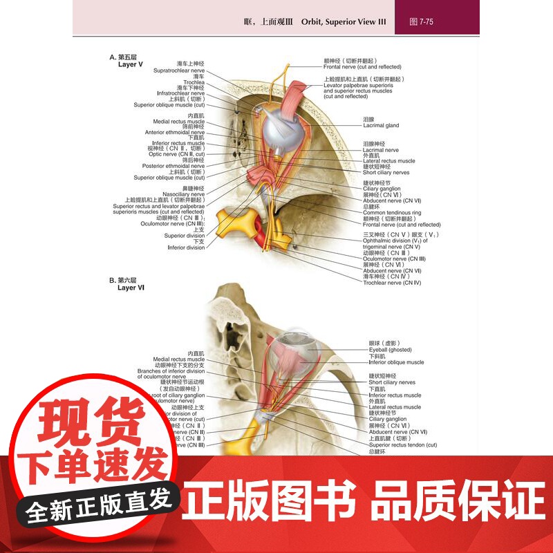 LWW解剖图谱 第2版 丰富了头部五官和颅内解剖的内容 更新了300余幅图片 电脑绘图精细展现深浅层关系 并增加肌肉功能高清大图