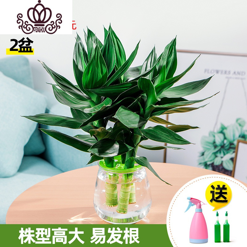 封后富贵竹水培植物室内花卉盆栽办公室水 养绿植园艺节节高观音竹观音竹亚克力透明 2盆 送喷壶 2支营养液带盆栽好报价 参数 图片 视频 怎么样 问答 苏宁易购