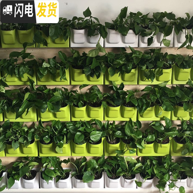 三维工匠懒人吸水盆壁挂挂墙挂壁墙上多肉绿萝吊兰水培盆栽塑料花盆 绿盆1个+无痕粘钉2个 中等花盆容器高清大图