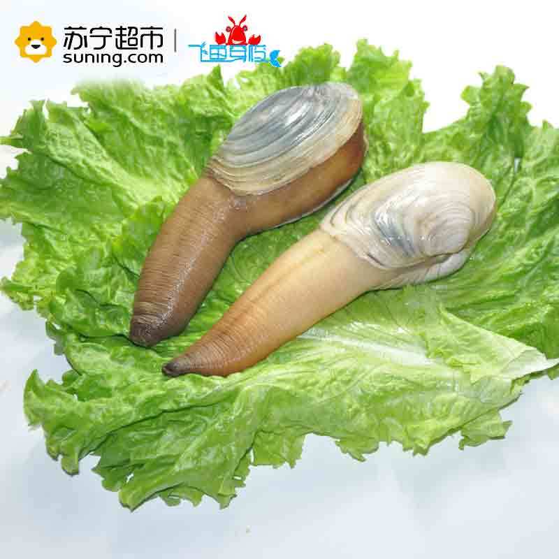 【苏宁生鲜】【活鲜】朝鲜 象拔蚌 450-500g 刺身级 顺丰冷链空运 海鲜水产